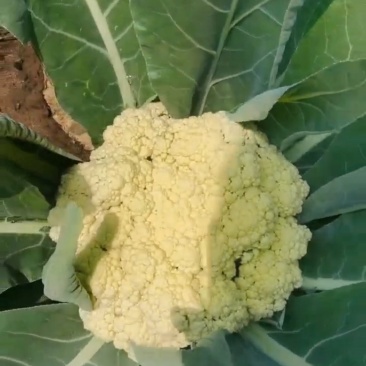 菜花
