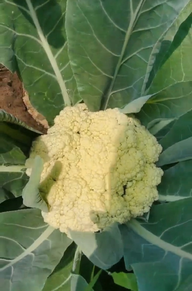 菜花