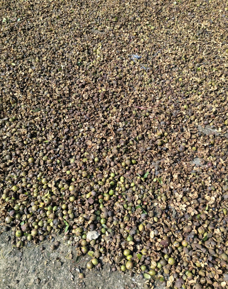 山茶油