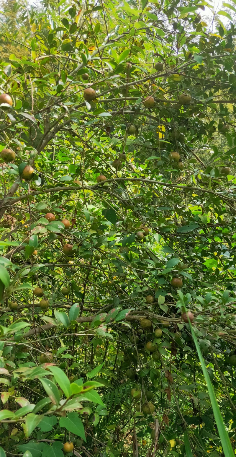 山茶油