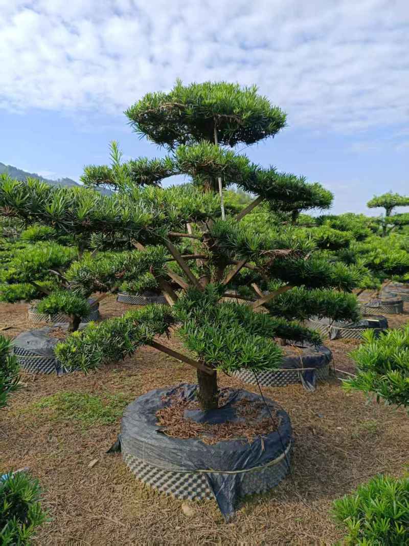 浏阳造型罗汉松