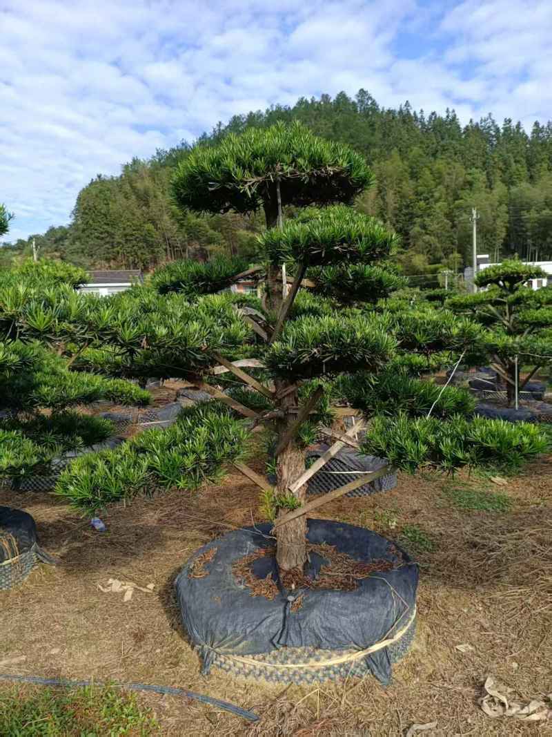 浏阳造型罗汉松