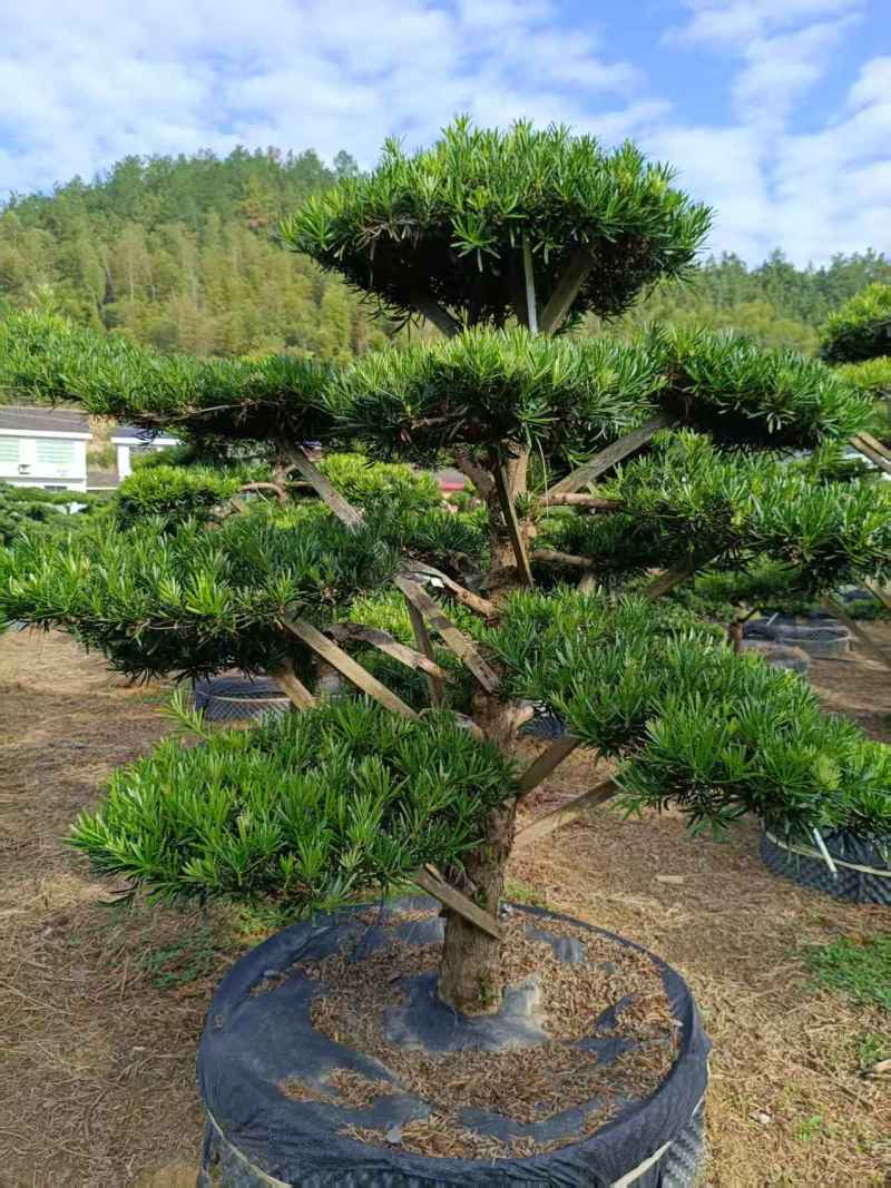 浏阳造型罗汉松
