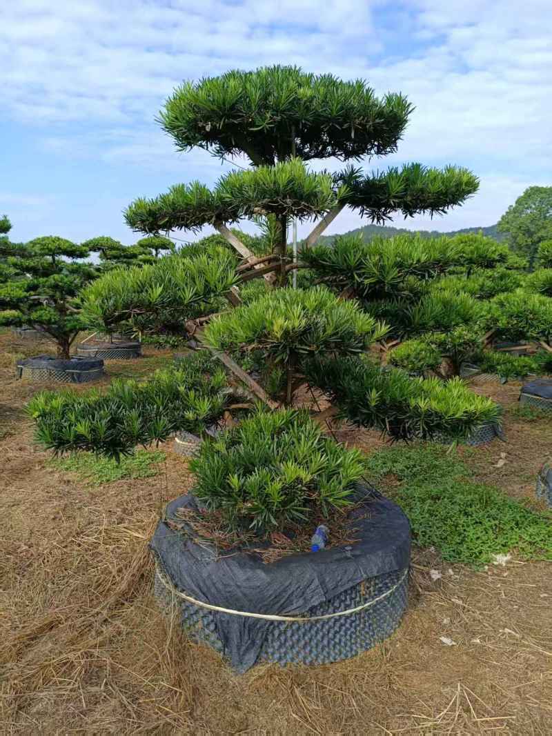 浏阳造型罗汉松