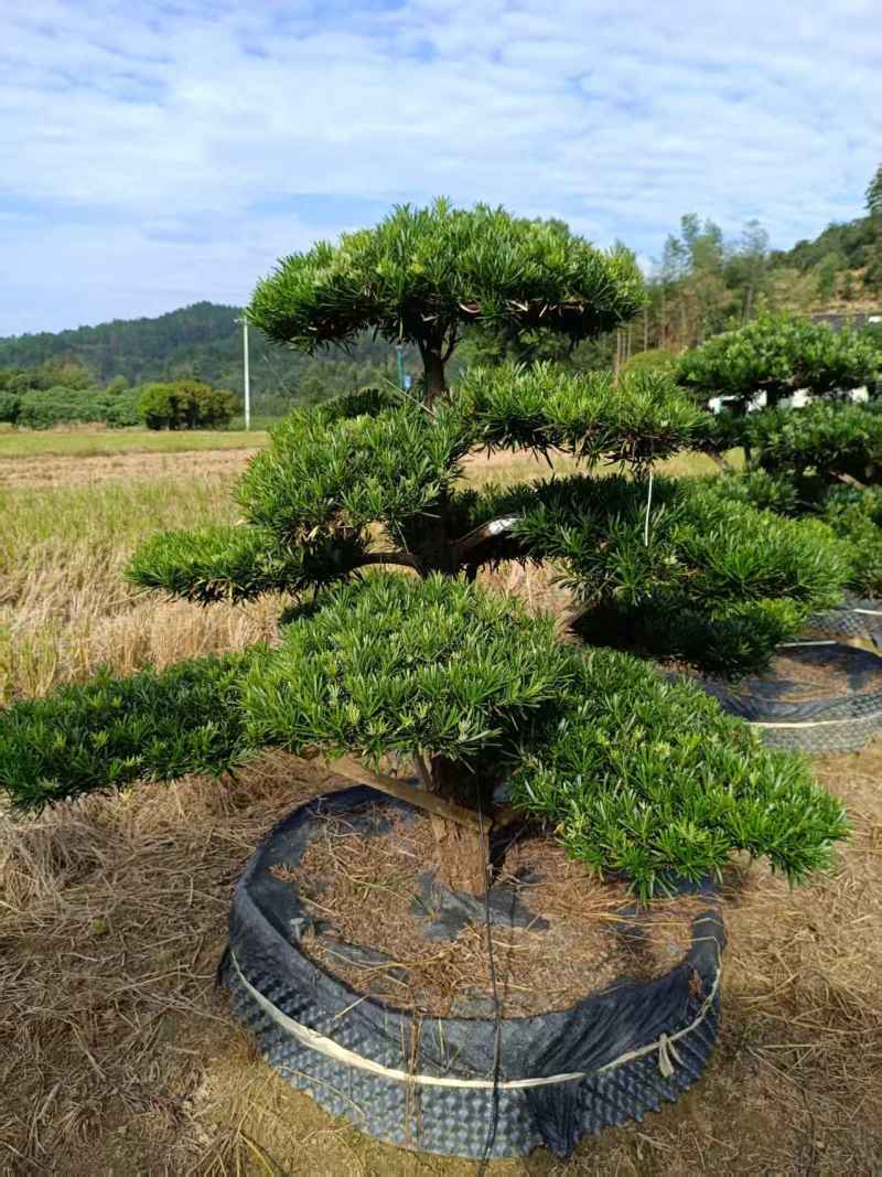 浏阳造型罗汉松