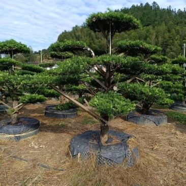 浏阳造型罗汉松