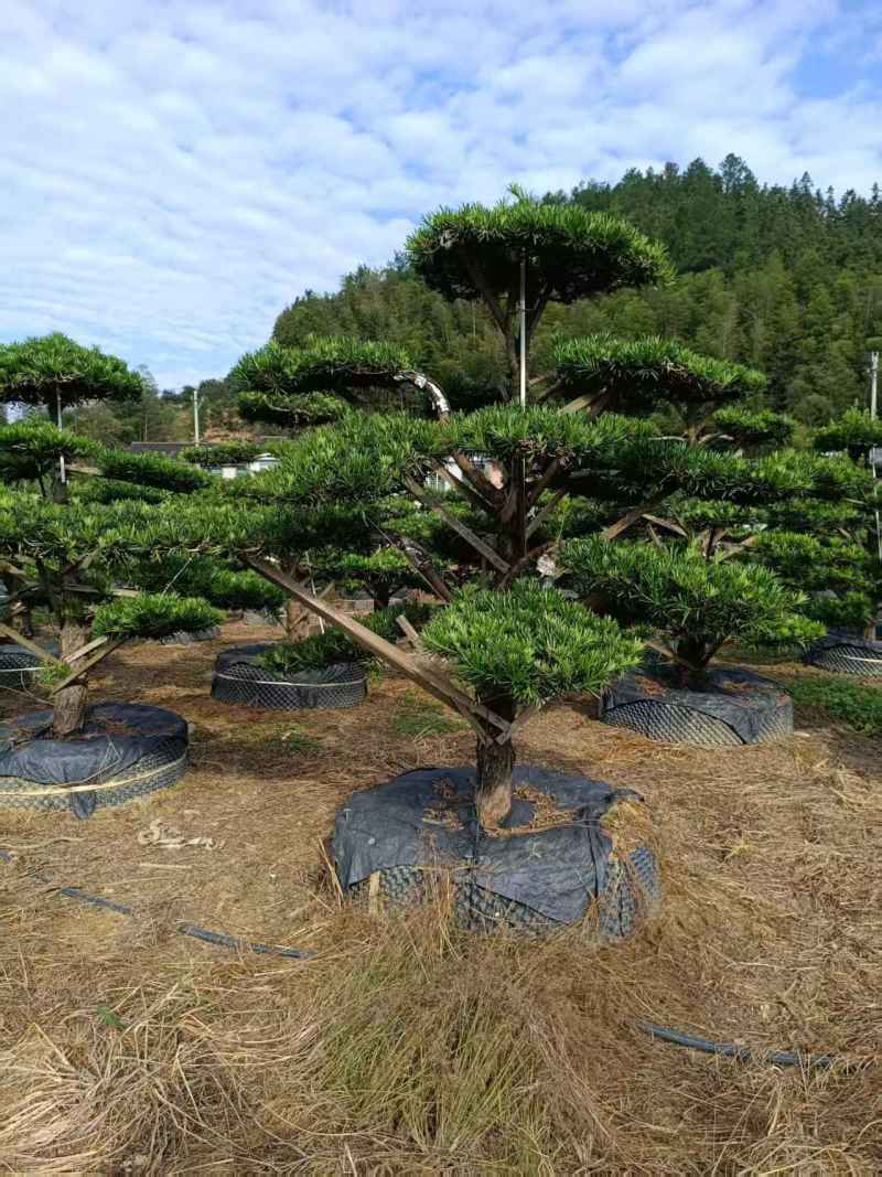 浏阳造型罗汉松
