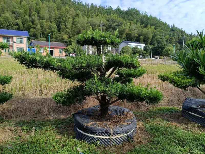浏阳造型罗汉松