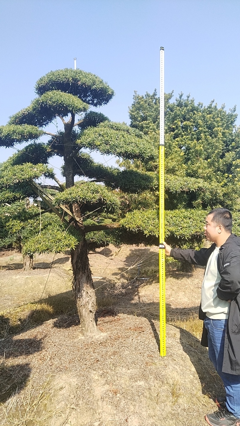 浏阳造型罗汉松