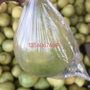江永香柚，优质中大果现货