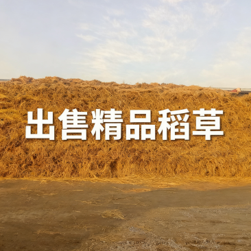 精品治沙草