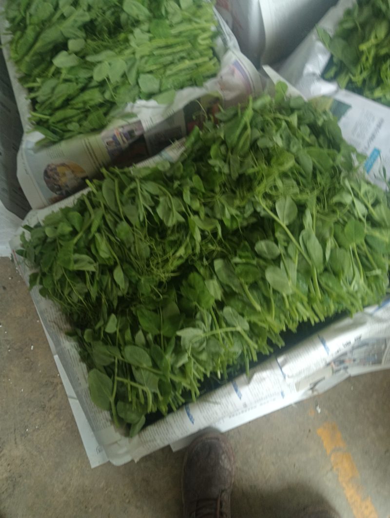 豌豆尖