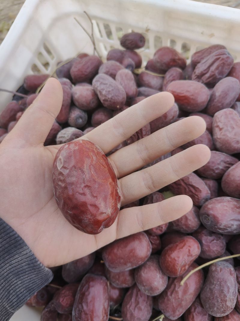 新疆和田大枣