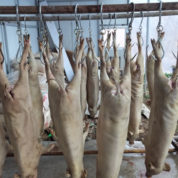 高原蕨麻猪肉
