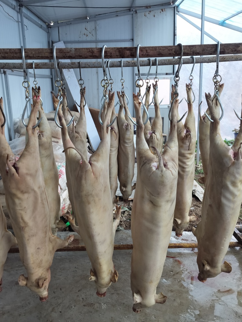 高原蕨麻猪肉
