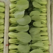 上海青大量有货，精品菜