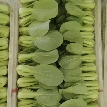 上海青大量有货，精品菜