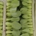 上海青大量有货，精品菜