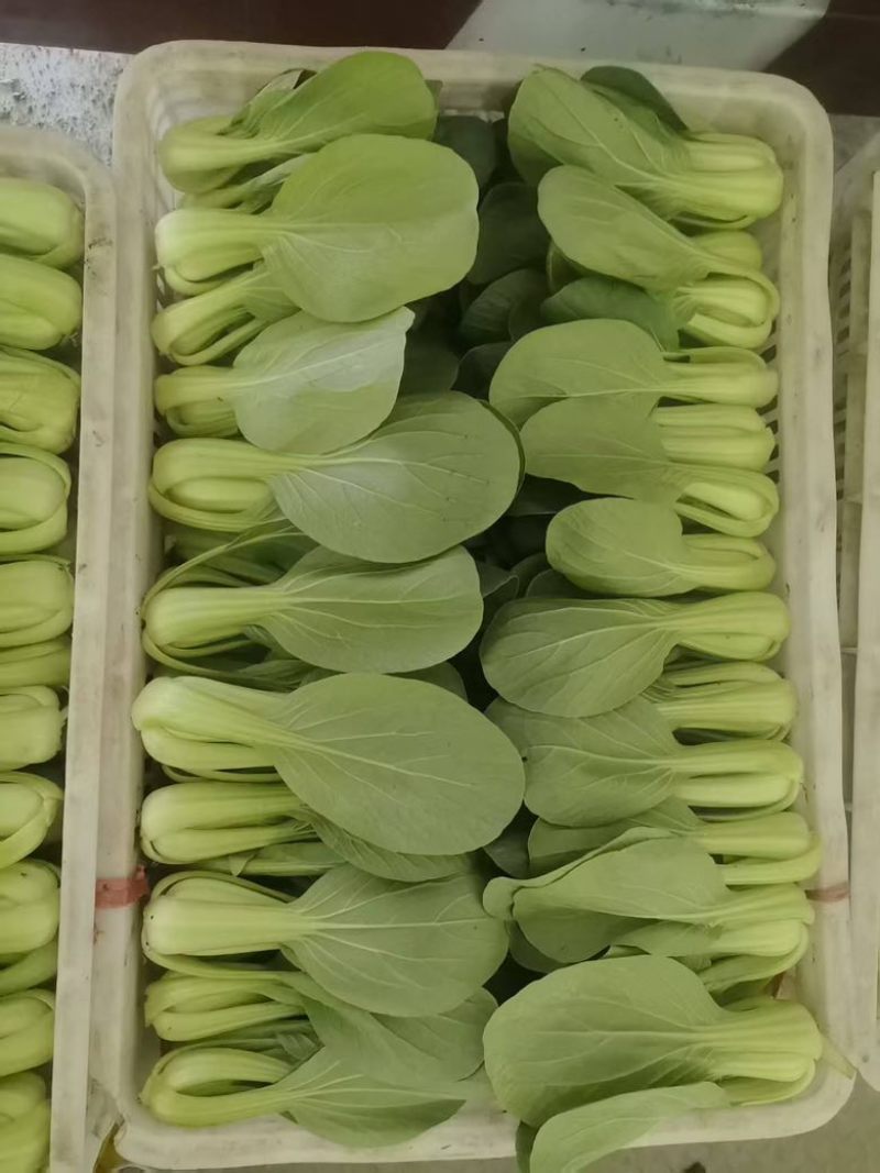 上海青大量有货，精品菜