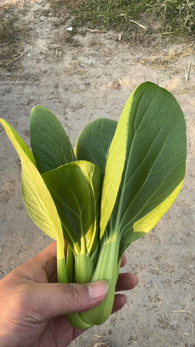 上海青大量有货，精品菜