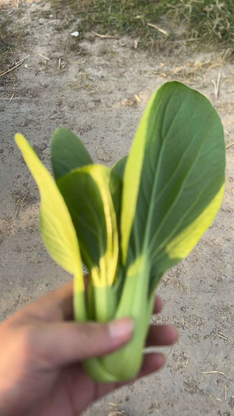 上海青大量有货，精品菜