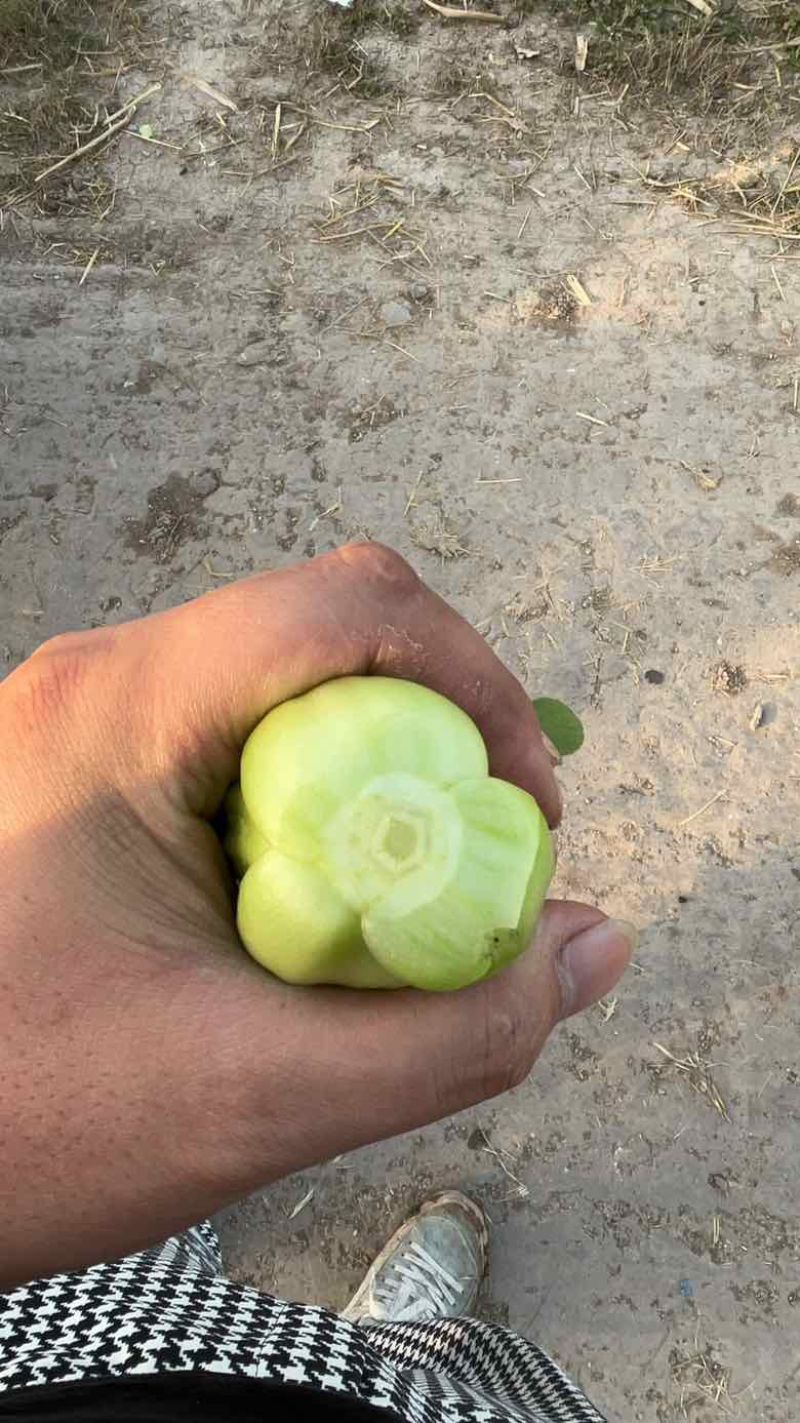 上海青大量有货，精品菜