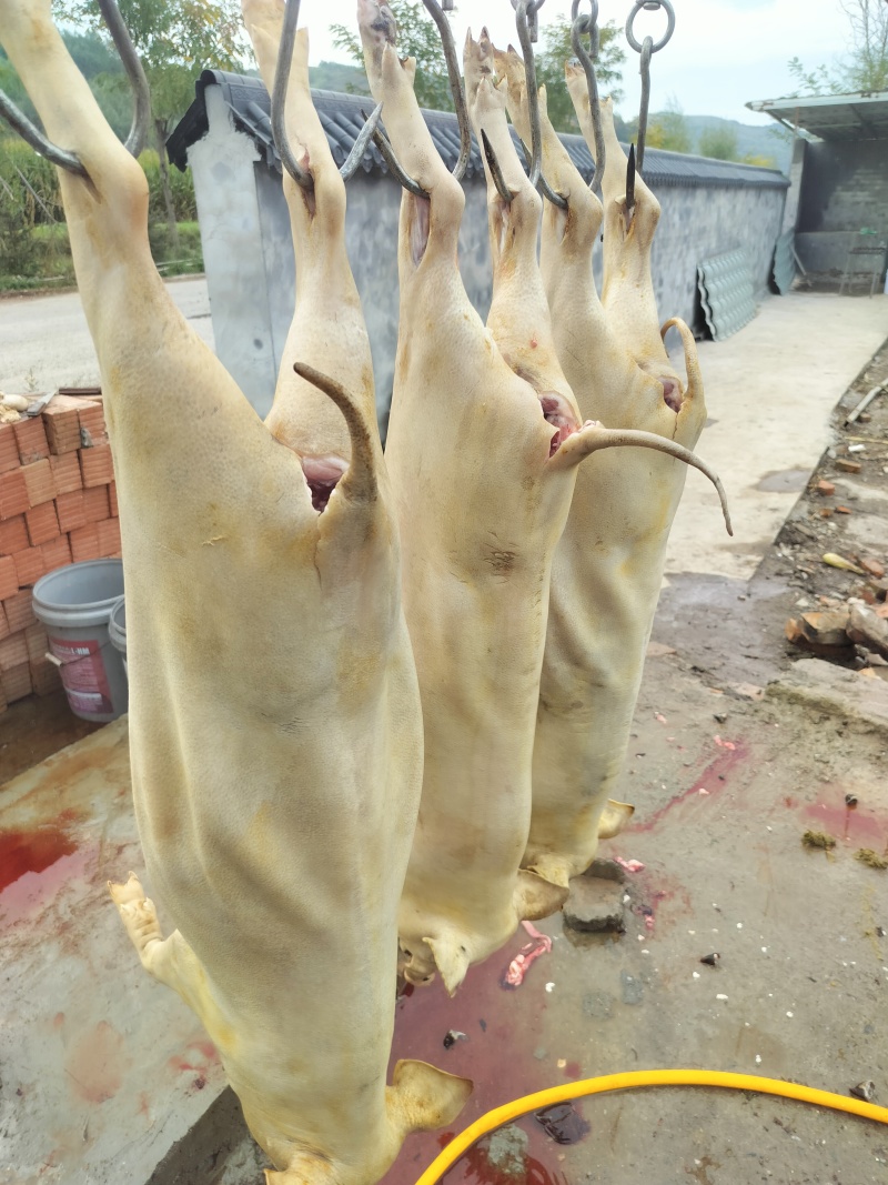 高原蕨麻猪肉
