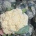 花菜