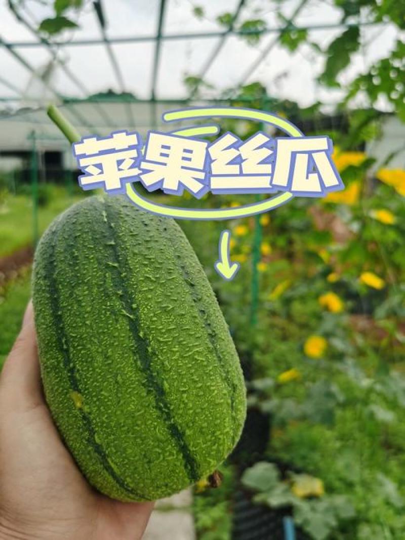 苹果丝瓜
