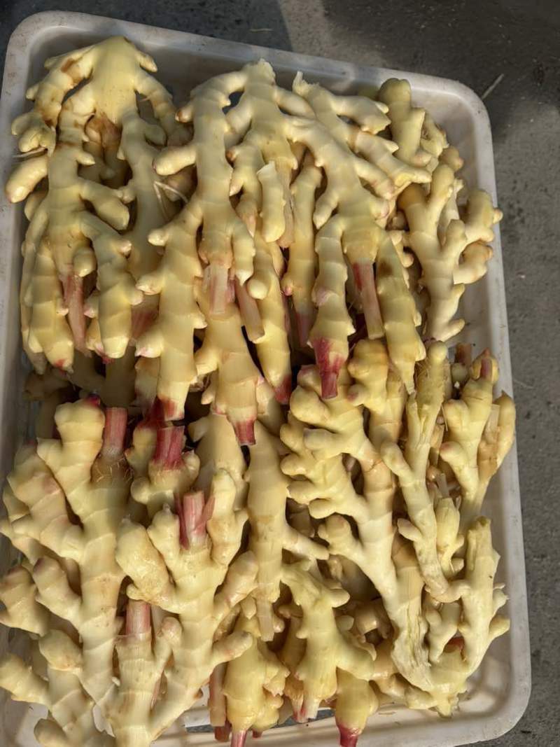 都江堰生姜大量批发