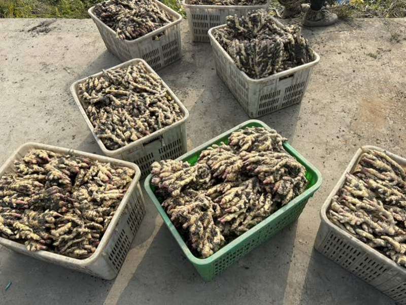 都江堰生姜大量批发