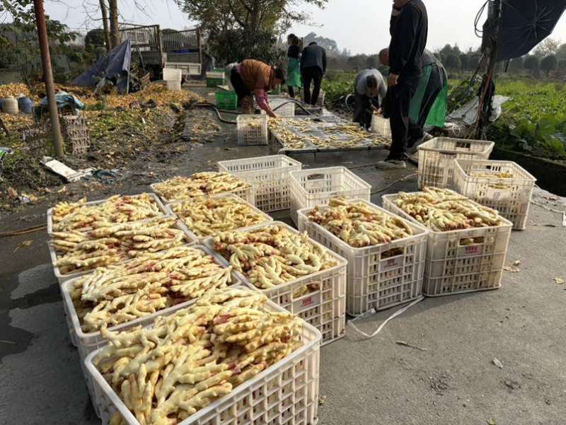 都江堰生姜大量批发