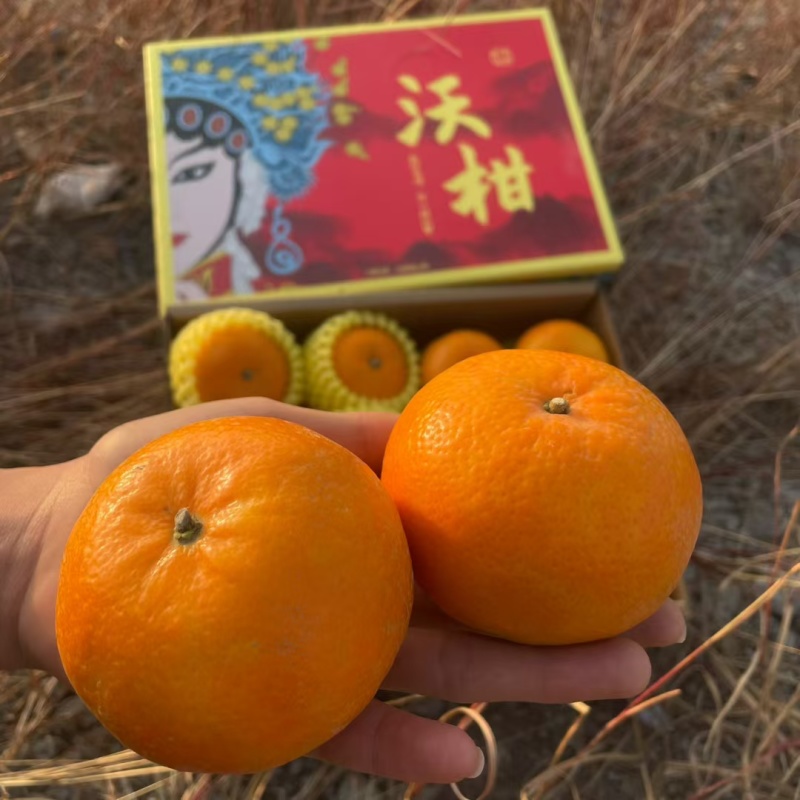 沃柑，大量现货…一件代发