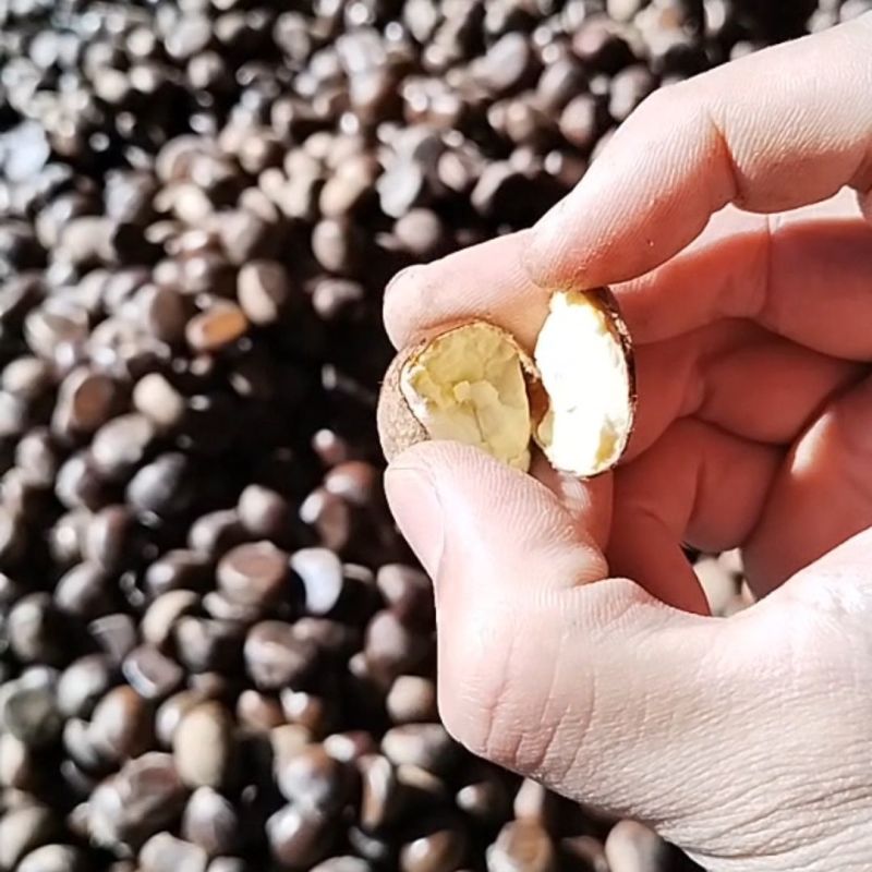 辽宁丹东板栗，一件代发