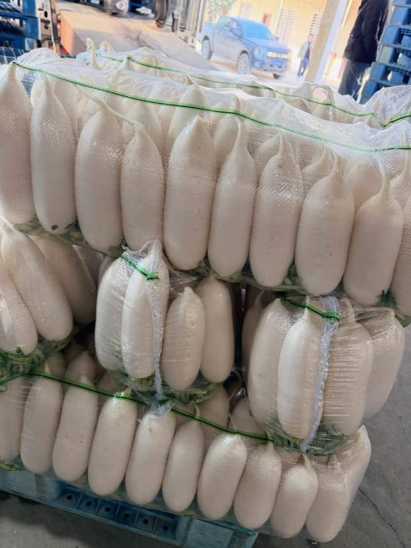 白萝卜