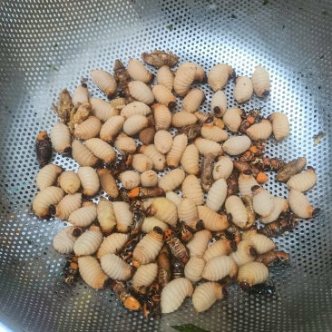 竹笋虫