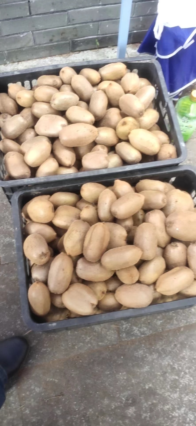 绿心猕猴桃家里有3.5万斤