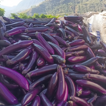 原场地蔬菜各种茄子小瓜需要的老板联系
