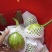 原场地蔬菜各种茄子小瓜需要的老板联系