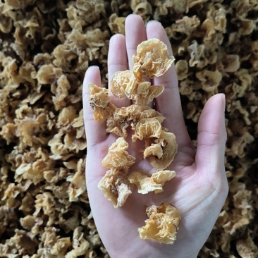 小碗羊肚耳沙耳羊肚耳规格2.5左右自产自销