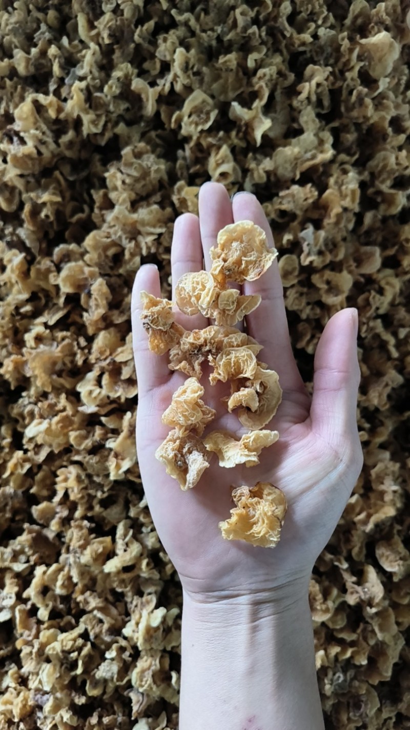 小碗羊肚耳沙耳羊肚耳规格2.5左右自产自销
