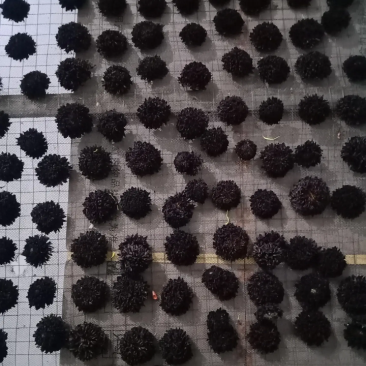 金丝皇菊，婺源，罐装花手摆花，墨菊，干花，