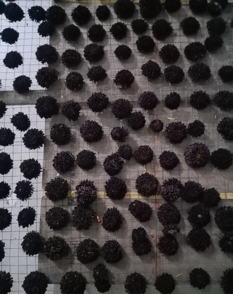 金丝皇菊，婺源，罐装花手摆花，墨菊，干花，