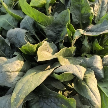 山东菏泽吕陵菠菜