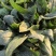 山东菏泽吕陵菠菜