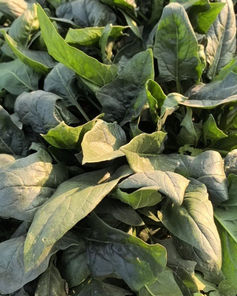 山东菏泽吕陵菠菜
