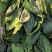 山东菏泽吕陵菠菜