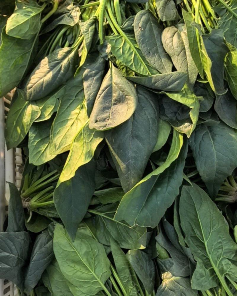 山东菏泽吕陵菠菜