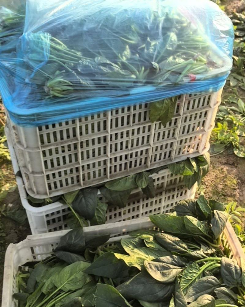 山东菏泽吕陵菠菜