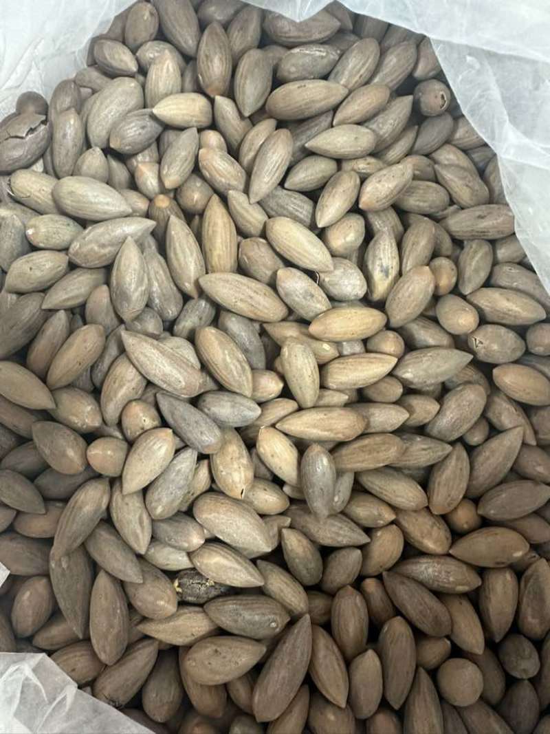 电商**香榧子大量有货，电商商超都可用，一件也可代发